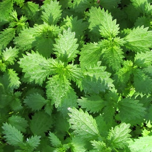 Organic Annual Nettle