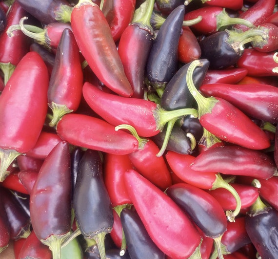 NEW! Organic 'Czech Black' Pepper