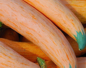 Organic North Georgia Candy Roaster Squash