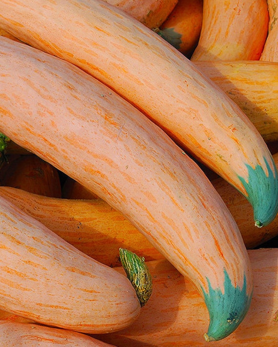 Organic North Georgia Candy Roaster Squash