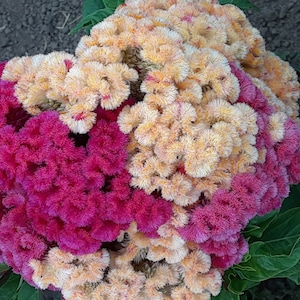 Organic &#39;Brainiac&#39; Celosia