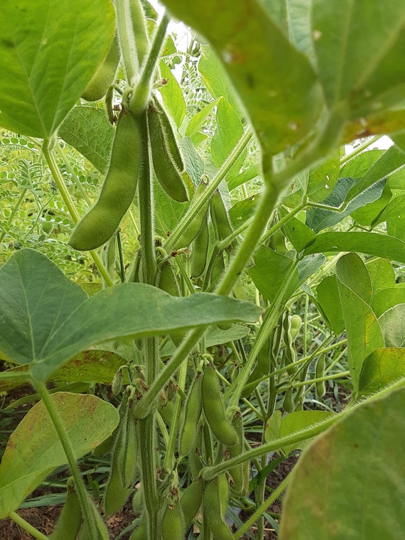 Organic Karikachi Edamame Soybean