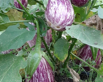 Organic Listada de Gandia Eggplant