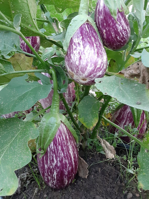 Organic Listada de Gandia Eggplant