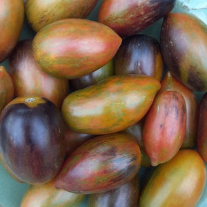 May include: A bowl of heirloom tomatoes with a variety of colors, including green, red, brown, and purple. The tomatoes are striped and have an elongated shape.