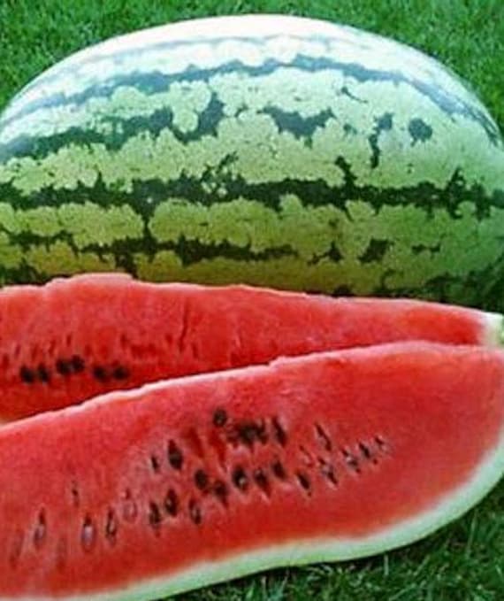 NEW! Organic Klondike Blue Ribbon Watermelon