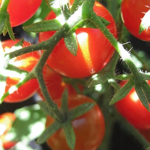 Organic Sweet Baby Tomato