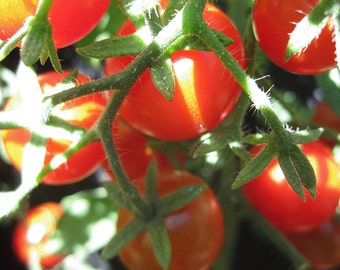 Organic Sweet Baby Tomato