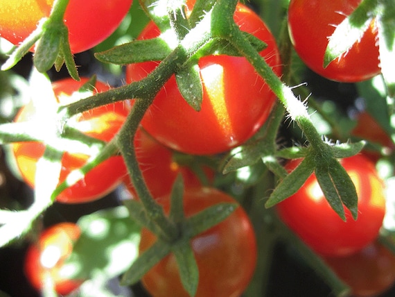 Organic Sweet Baby Tomato