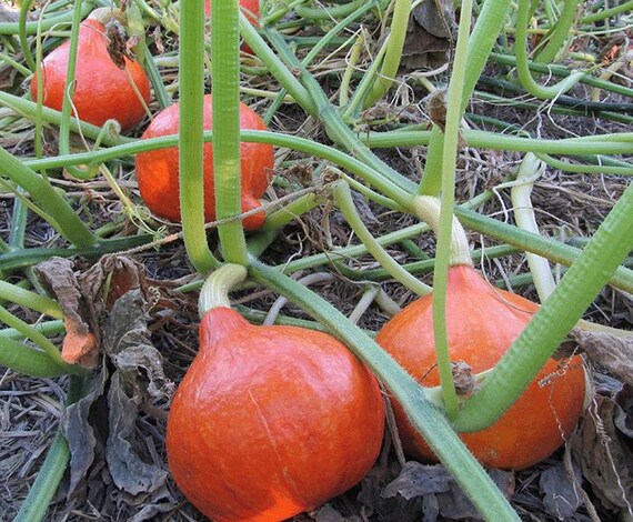 NEW! Organic Japanese Heirloom Vegetable Seed Collection