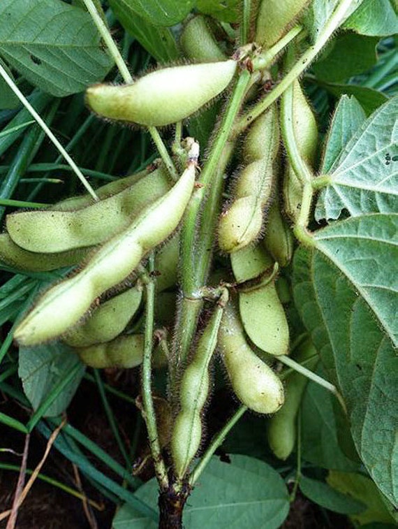 Organic 'Midori Giant' Edamame Soybean