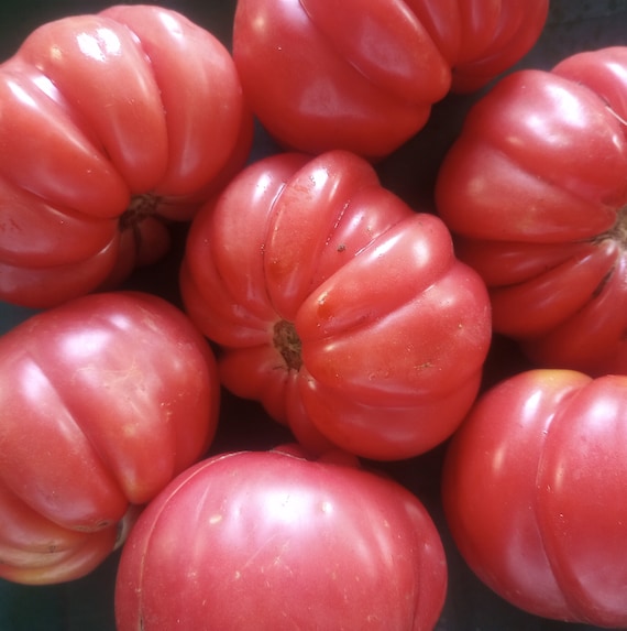 NEW! Organic 'Mushroom Basket' Tomato