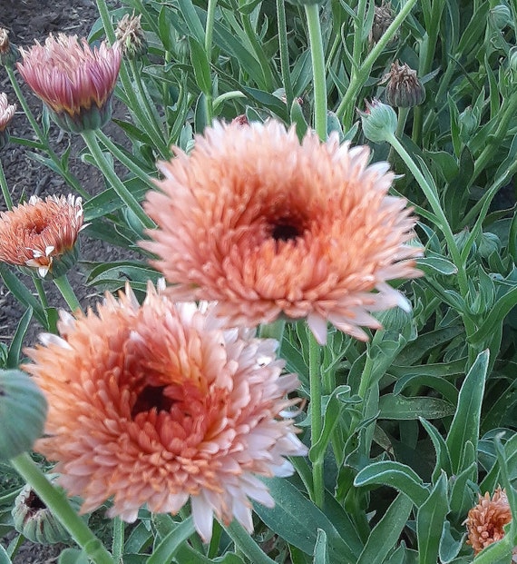 Organic 'Strawberry Blonde' Calendula