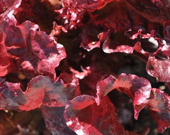 Organic Merlot Lettuce