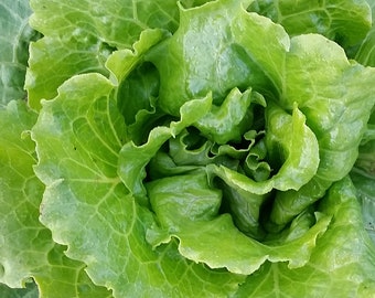 Organic Nevada Lettuce