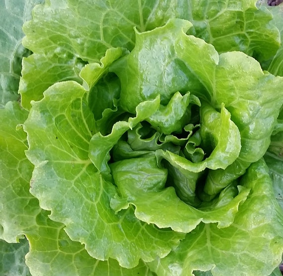 Organic Nevada Lettuce