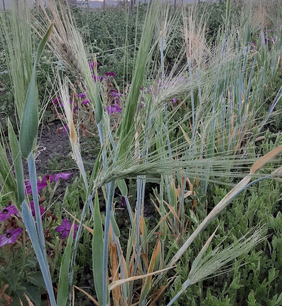 NEW! Organic 'Purple Karma' Barley
