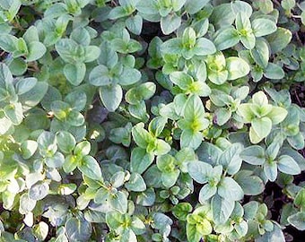 Organic Greek Oregano