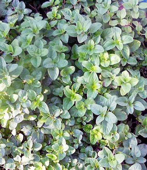 Organic Greek Oregano