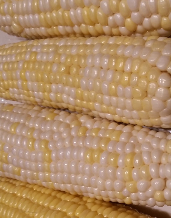 Organic Xanadoo Sweet Corn