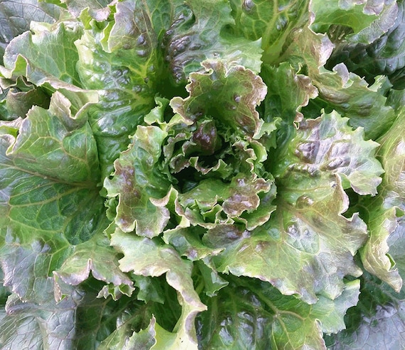 Organic Sierra Lettuce