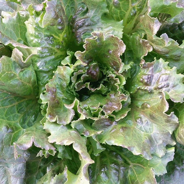 Organic Sierra Lettuce