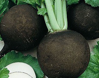 Organic Black Spanish Radish