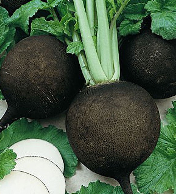 Organic Black Spanish Radish