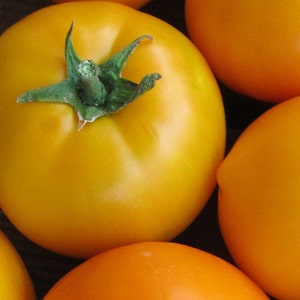 May include: Close-up of four yellow tomatoes. The tomatoes are smooth and round with a bright yellow color.