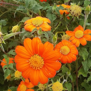 Organic Tithonia &#39;Torch&#39; Mexican Sunflower
