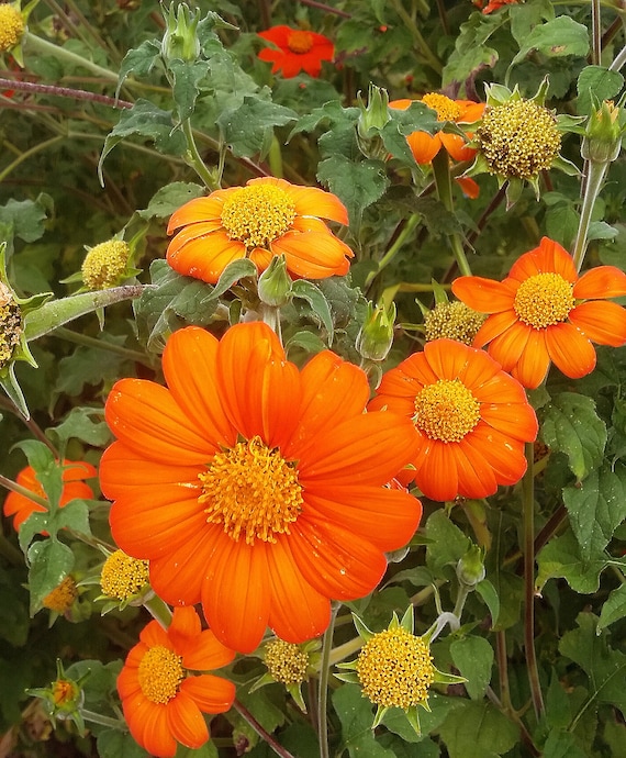 Organic Tithonia 'Torch' Mexican Sunflower