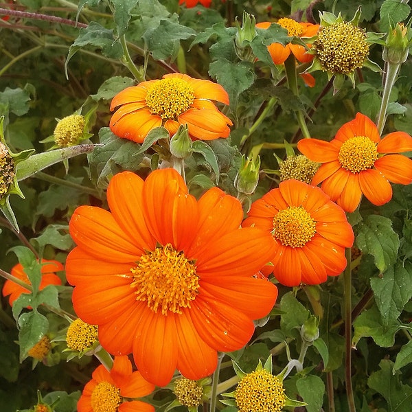 Mexican Sunflower Plants Etsy