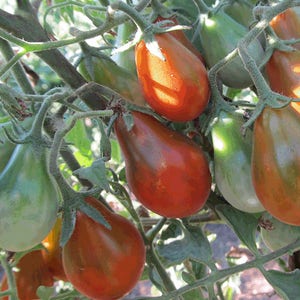 Organic Chocolate Pear Tomato