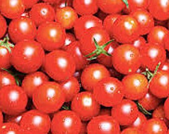 Organic Bing Cherry Tomato