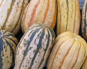Organic Candystick Dessert Delicata Squash