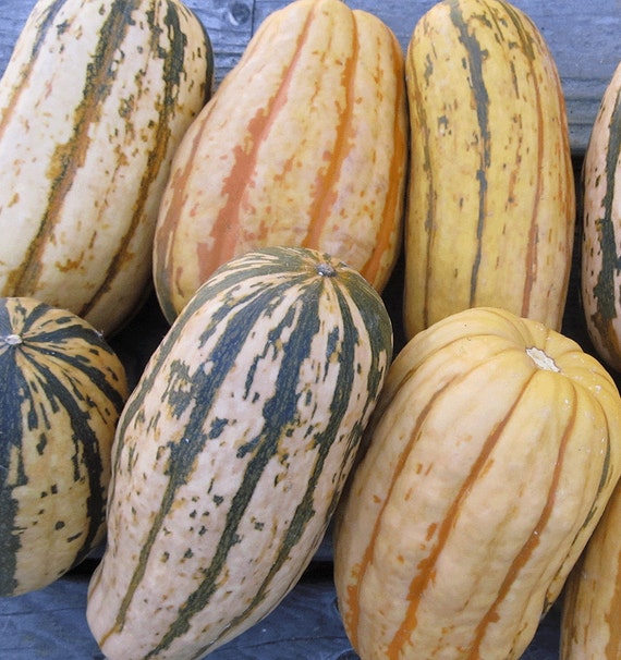 Organic Candystick Dessert Delicata Squash