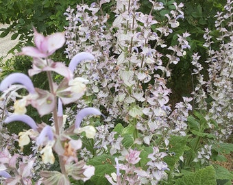 Organic Clary Sage