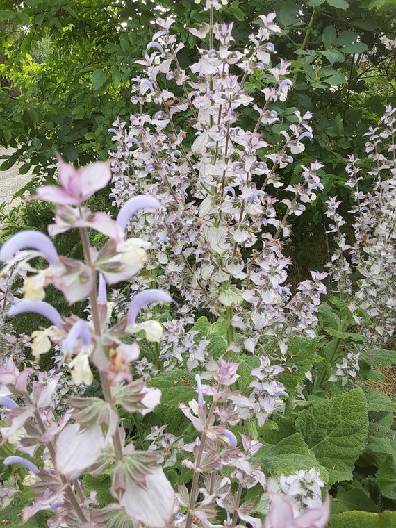 Organic Clary Sage