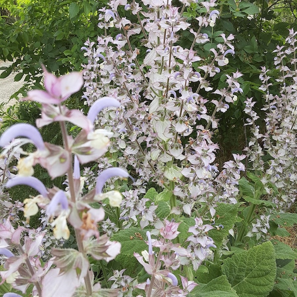 Organic Clary Sage