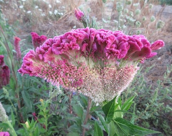 Organic 'Supercrest Mix' Celosia
