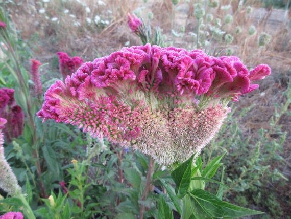 NEW! Organic 'Supercrest Mix' Celosia