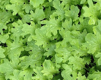 Organic Wasabina Mustard