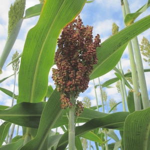 NEW! Organic &#39;Coral&#39; Sorghum