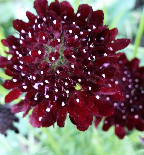 Organic Black Knight Scabiosa