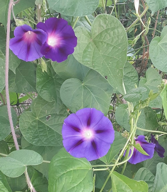 Organic 'Grandpa Ott's' Morning Glory