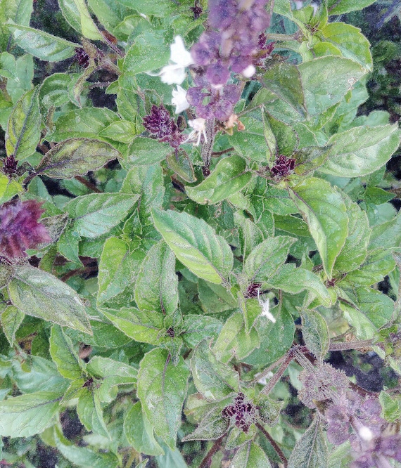 Organic Persian Basil