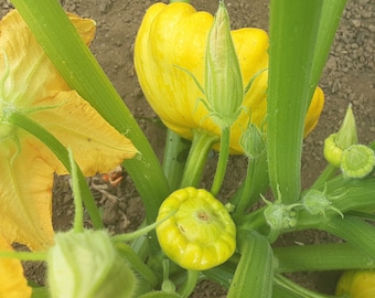 Organic Golden Bush Scallop Squash