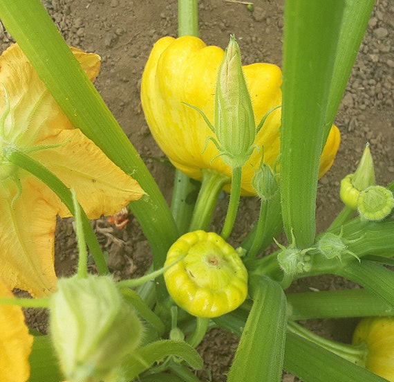 NEW! Organic Golden Bush Scallop Squash