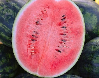 Organic 'Oh So Sweet' Watermelon