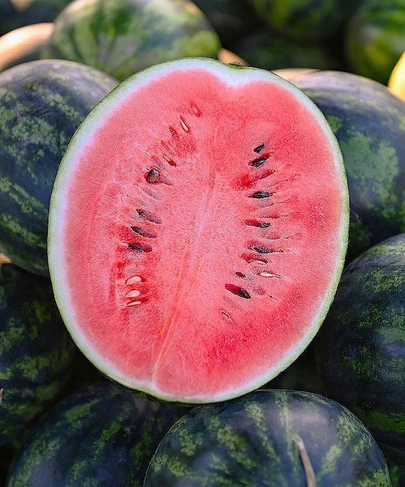 NEW! Organic 'Oh So Sweet' Watermelon